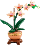 Mini Orchid