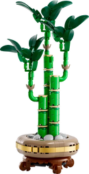 Lucky Bamboo