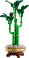 Lucky Bamboo