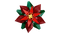 Poinsettia - Botanicals