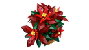 Poinsettia - Botanicals