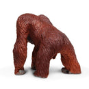 Bornean Orangutan