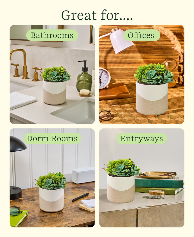 succulent plant diffuser Lifelines Plant Diffuser Succulent