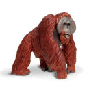 Bornean Orangutan