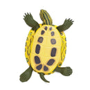 Red-Eared Slider Turtle