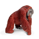 Bornean Orangutan