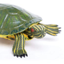 Red-Eared Slider Turtle