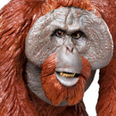 Bornean Orangutan