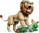 Wild Animals : Majestic Lion