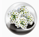 Tiny Terrarium Flowers