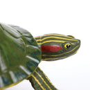 Red-Eared Slider Turtle