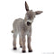 Donkey foal
