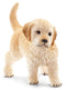 Golden Retriever, puppy