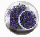 Tiny Terrarium Flowers