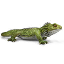 Tuatara