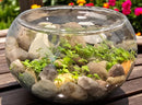 Mini WaterPlants - Create A Miniature Aquascape - Toyology Toys