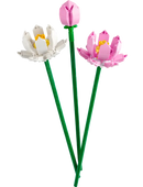 Lotus Flowers - Botanical