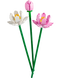 Lotus Flowers - Botanical