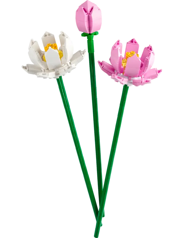 Lotus Flowers - Botanical