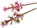 Cherry Blossoms - Botanical