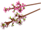 Cherry Blossoms - Botanical