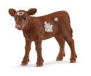 Texas Longhorn Calf