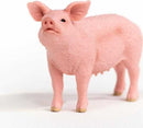 Pig