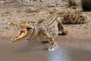 Crocodile