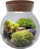 Moss Bowl - Grow Your Own Oasis