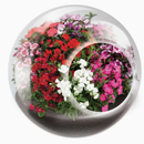 Tiny Terrarium Flowers